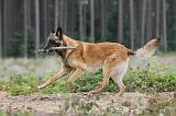 MALINOIS 562